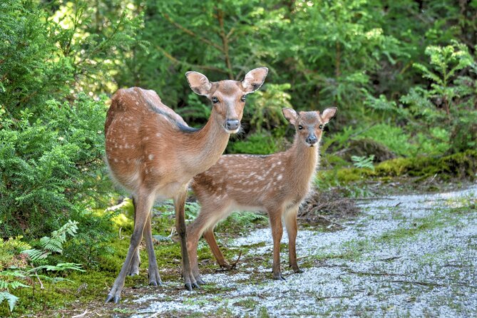 Yakushima Private Island Sights Tour With English Speaking Guide - Tour Inclusions