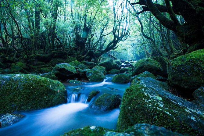 Yakushima Private Island Sights Tour With English Speaking Guide - Cancellation Policy