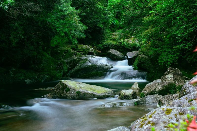 Yakushima UNESCO Forest & Waterfalls Tour - The highlights at a glance