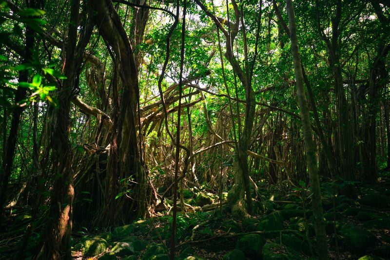Yakushima UNESCO Forest & Waterfalls Tour - A full day that shows Yakushima’s range