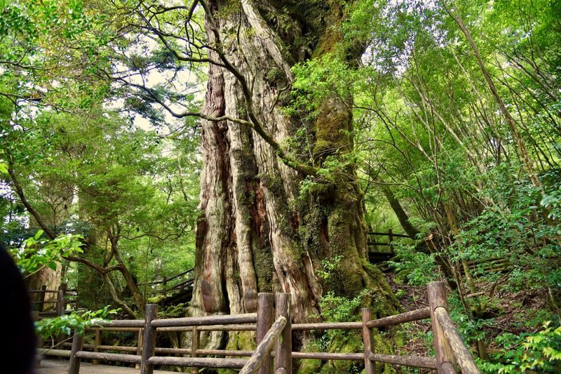 Yakushima UNESCO Forest & Waterfalls Tour - Nagata Beach is more than a stretch of sand