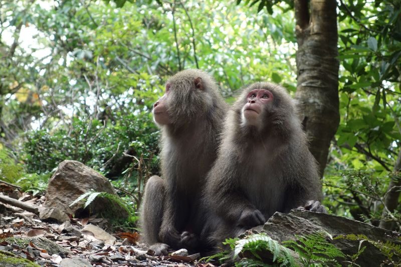 Yakushima UNESCO Forest & Waterfalls Tour - Garden time and a taste of island food