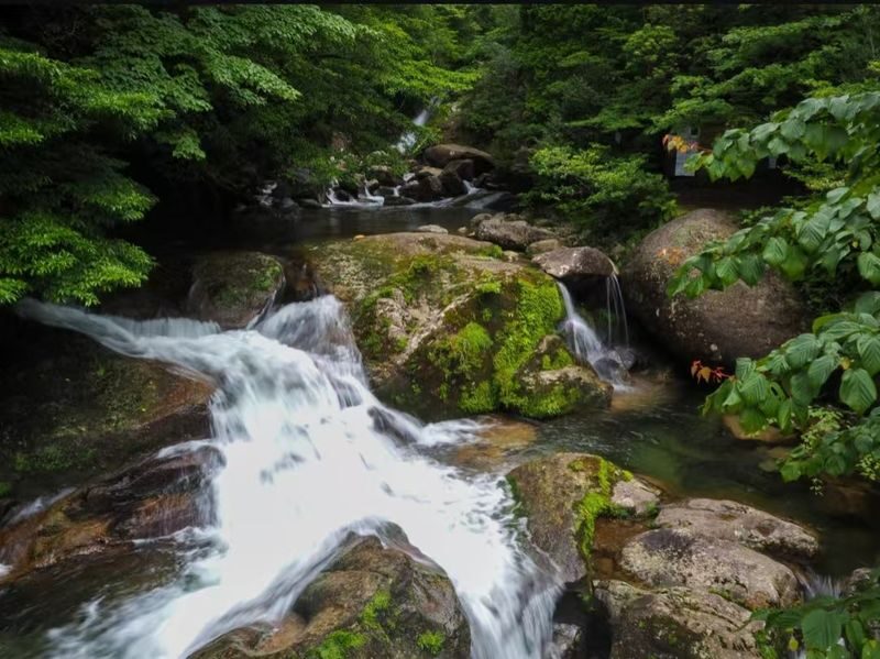 Yakushima Yakusugi Land & Waterfalls Private Tour - The driver can make the day easier