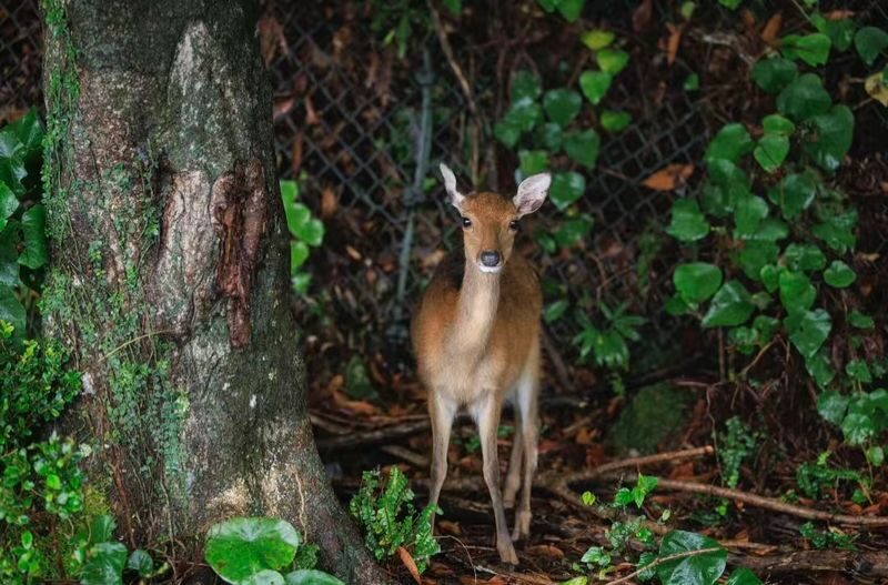 Yakushima Yakusugi Land & Waterfalls Private Tour - What the private format means for your pace