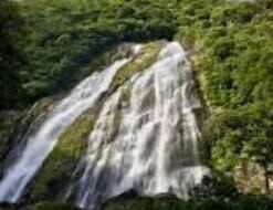 Yakushima Yakusugi Land & Waterfalls Private Tour - Should you book the Yakushima private tour?