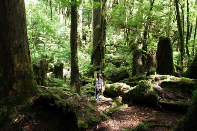 Yakusugi Cedar Forest Walking Tour on Yakushima Island - Overview