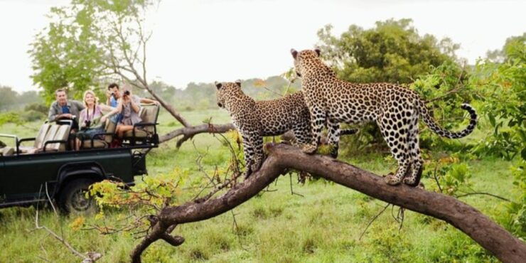 Yala Adventure: All-Inclusive Safari With Campsite Lunch - Activity Details