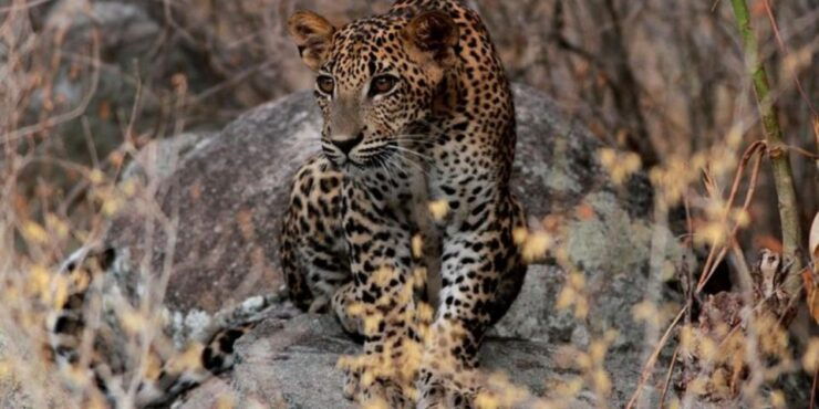 Yala Adventure: All-Inclusive Safari With Campsite Lunch - Experience Highlights