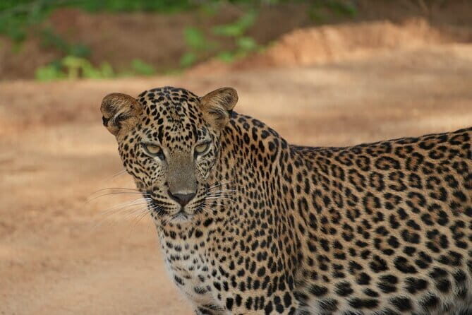 Yala and Udawalawa Safari Tour From Hambantota port - An In-Depth Look at the Tour Experience