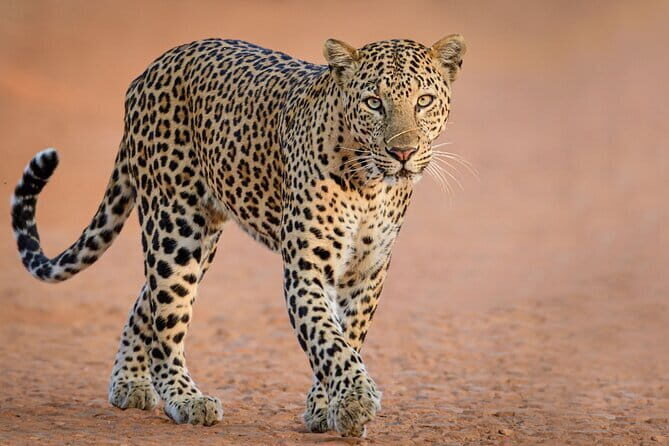 Yala and Udawalawa Safari Tour From Hambantota port - A Detailed Look at the Safari Experience