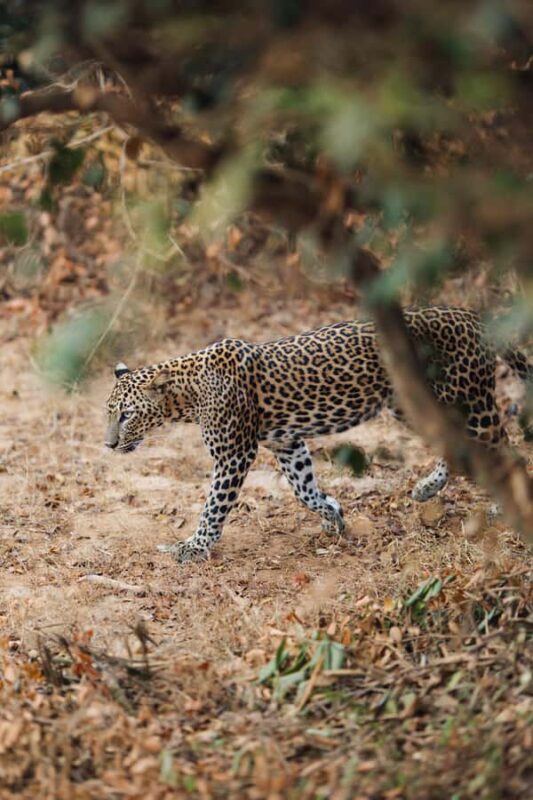 Yala and Udawalawe National Park Safari one Day-All included - The Itinerary in Detail