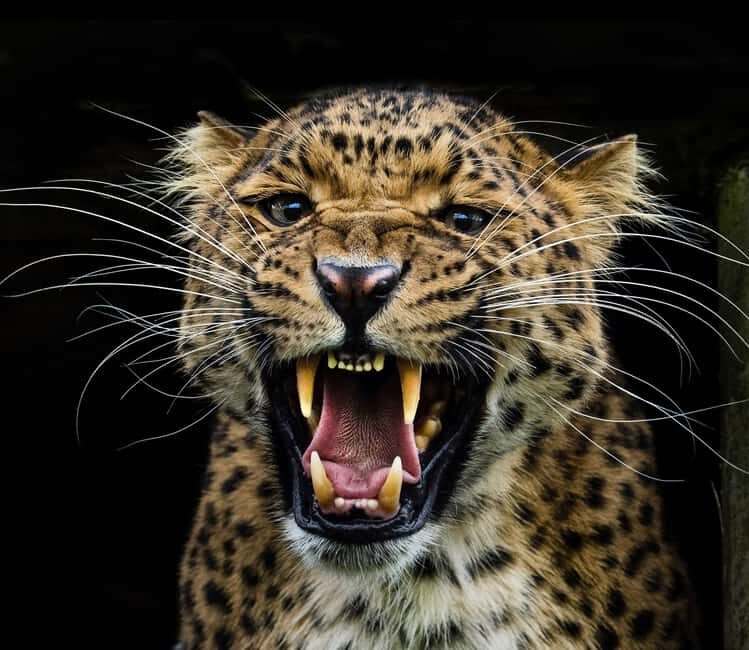 YALA BLOCK 5 & 6 (Weheragala & Lunugamwehera) Safari Tour - A Detailed Look at the YALA BLOCK 5 & 6 Safari Tour