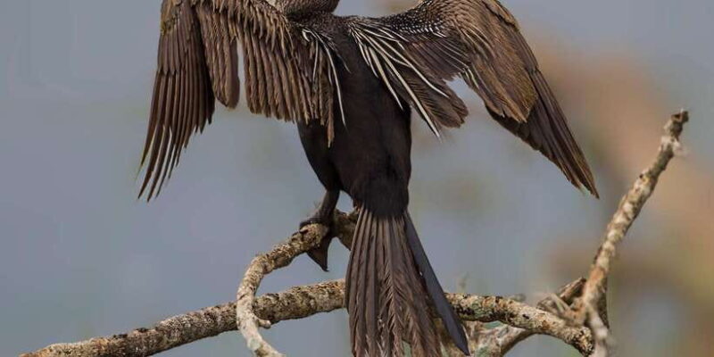 YALA BLOCK 5 & 6 (Weheragala & Lunugamwehera) Safari Tour - FAQ