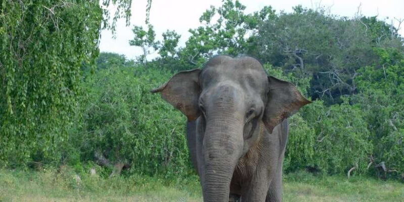 YALA BLOCK 5 & 6 (Weheragala & Lunugamwehera) Safari Tours - Good To Know