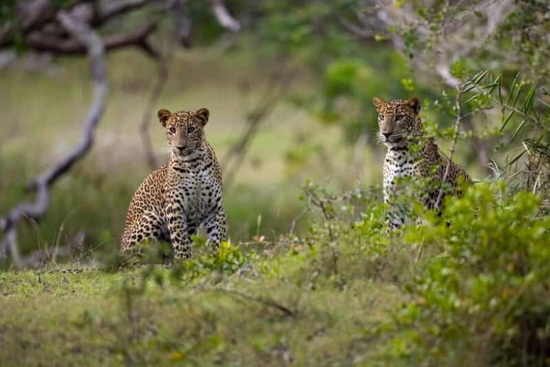 YALA BLOCK 5 & 6 (Weheragala & Lunugamwehera) Safari Tours - Highlights of the Tour