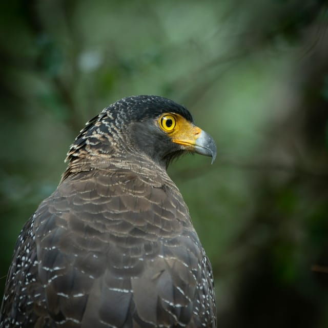 Yala Block 5 & 6 (Weheragala & Lunugamwehera) Safari Tours - Good To Know
