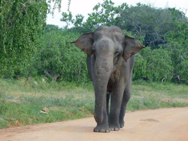 Yala Block 5 & 6 (Weheragala & Lunugamwehera) Safari Tours - Itinerary Details