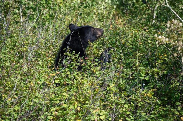 Yala Block 5 & 6 (Weheragala & Lunugamwehera) Safari Tours - Wildlife Experiences