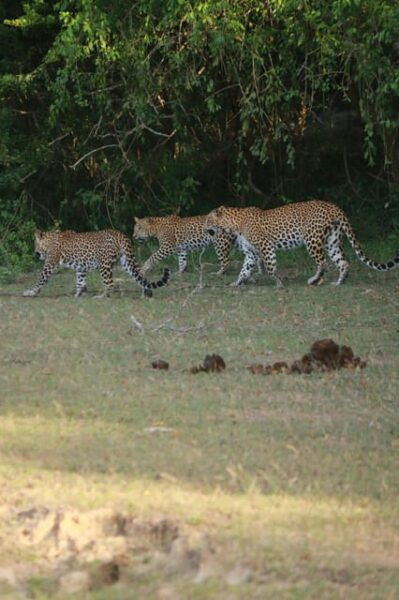 Yala Block 5 & 6 (Weheragala & Lunugamwehera) Safari Tours - Booking Options