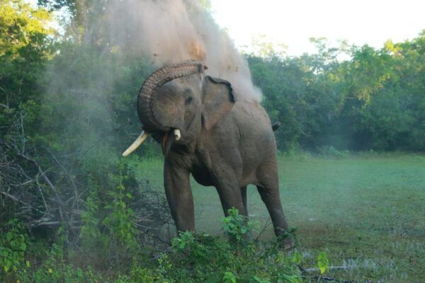 Yala Block 5 & 6 (Weheragala & Lunugamwehera) Safari Tours - Frequently Asked Questions