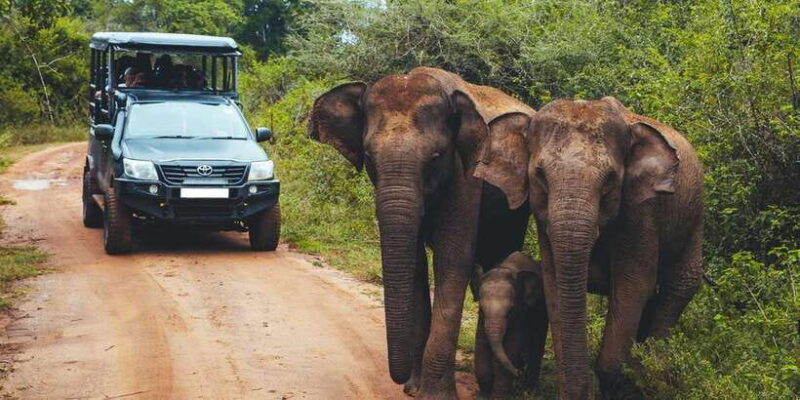 Yala Block 5: Private Morning or Evening Safari - An Introduction to Yalas Lesser-Known Side