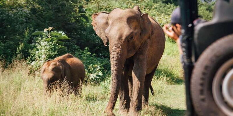 Yala Block 5: Private Morning or Evening Safari - Who Will Love This Safari?