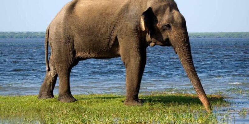 Yala Block 5: Private Morning or Evening Safari - Frequently Asked Questions