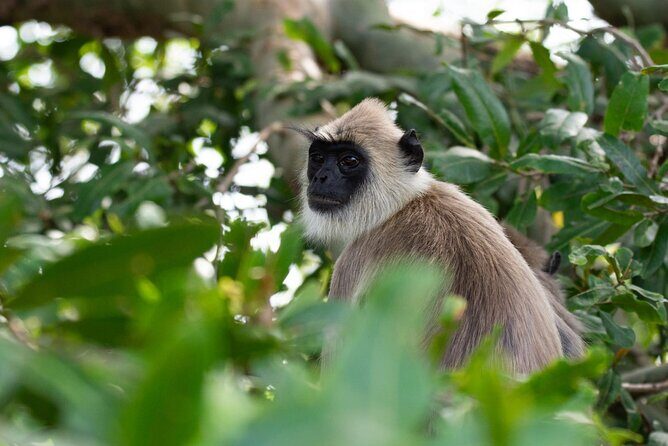 Yala Block 5 Safari - Untouched, Pure Wilderness & No Crowds! - Who Is This Safari Best For?