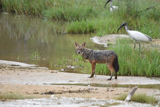 Yala Block 5 Safari - Untouched, Pure Wilderness & No Crowds! - The Value of a Genuine Wilderness Experience
