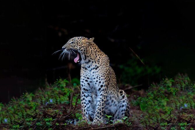 Yala Block 5 Safari - Untouched, Pure Wilderness & No Crowds! - Good To Know