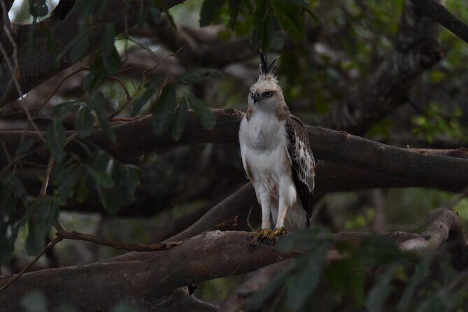 Yala Block 5 Safari - Untouched, Pure Wilderness & No Crowds! - Introduction: Why This Safari Stands Out