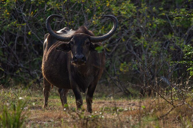 Yala Block 5 Safari - Untouched, Pure Wilderness & No Crowds! - Conclusions: Who Is This Safari For?