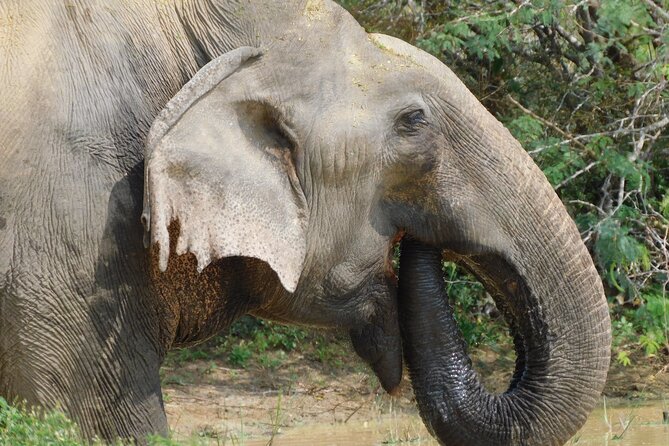 Yala Block 5 (Weheragala) Safari PRIVATE TOURS - Booking Details and Pricing