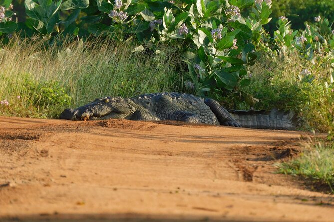Yala Block 5 (Weheragala) Safari PRIVATE TOURS - Reviews and Ratings