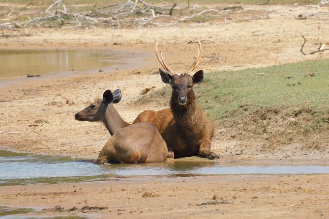 Yala Block 5 (Weheragala) Safari PRIVATE TOURS - Directions and Return Point