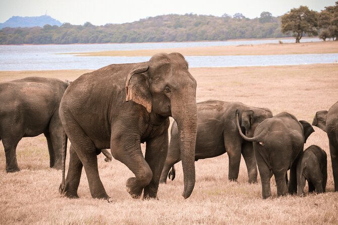 Yala Block 6 (Lunugamwehera) Safari PRIVATE TOURS - Good To Know