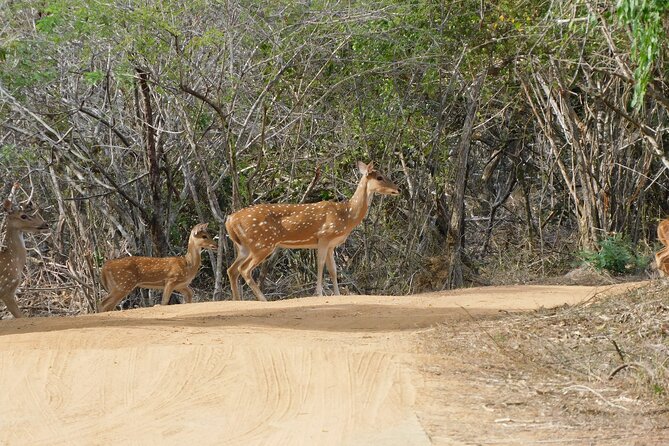 Yala Block 6 (Lunugamwehera) Safari PRIVATE TOURS - Price and Availability