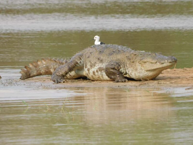 Yala & Bundala Both National Parks: One Day Safari Tour - Good To Know