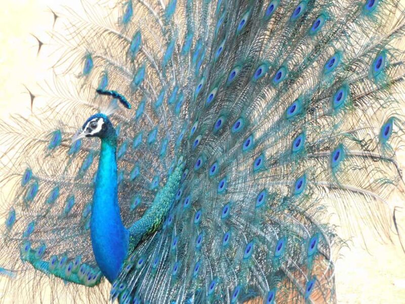 Yala & Bundala Both National Parks: One Day Safari Tour - What Makes This Tour Stand Out?