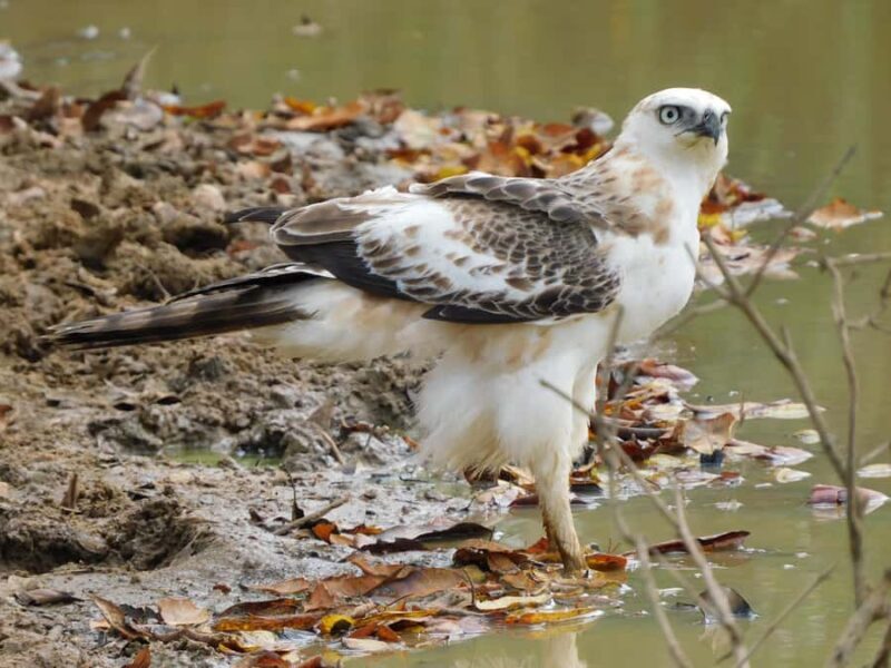 Yala & Bundala Both National Parks: One Day Safari Tour - Who Is This Tour Best Suited For?