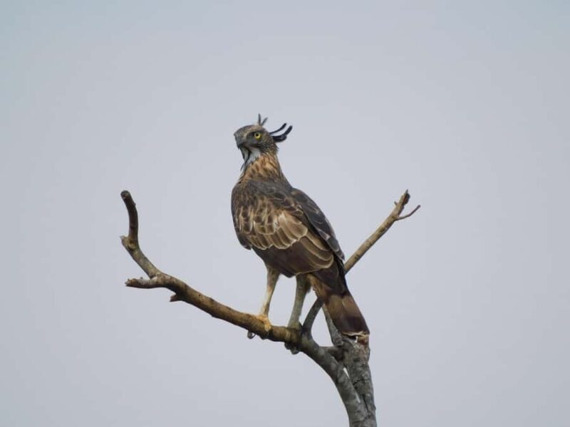 Yala & Bundala Both National Parks: One Day Safari Tour - Frequently Asked Questions