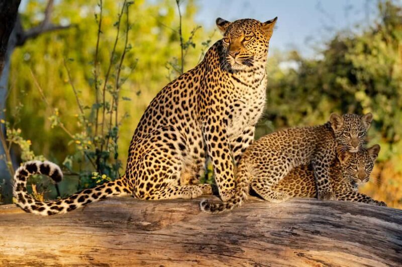 Yala & Bundala Both National Parks: One Day Safari Tour - Good To Know