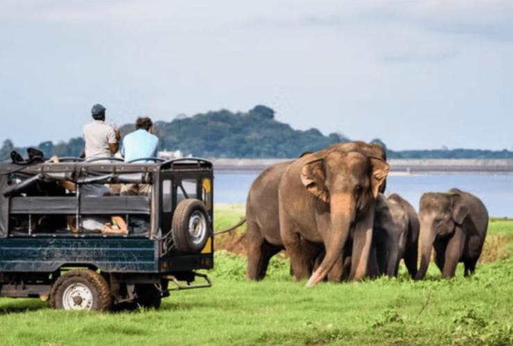 Yala Day Trip From Ella With Free Entrance and Food - Good To Know
