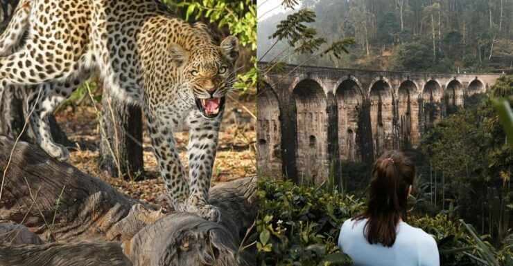 Yala Day Trip From Ella With Free Entrance and Food - Booking and Payment Options