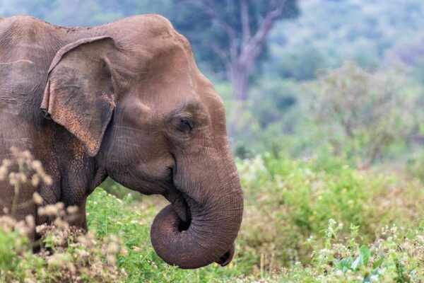 Yala Day Trip From Ella With Free Entrance and Food - Dietary Considerations
