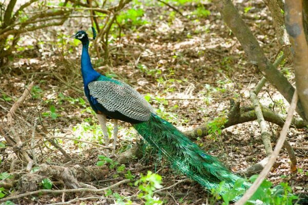 Yala Day Trip From Ella With Free Entrance and Food - Frequently Asked Questions