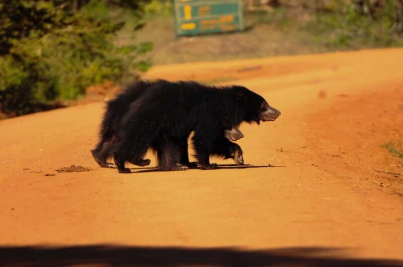 Yala Eco Safari  Wild Conservation Expedition - A Closer Look at the Yala Eco Safari Experience