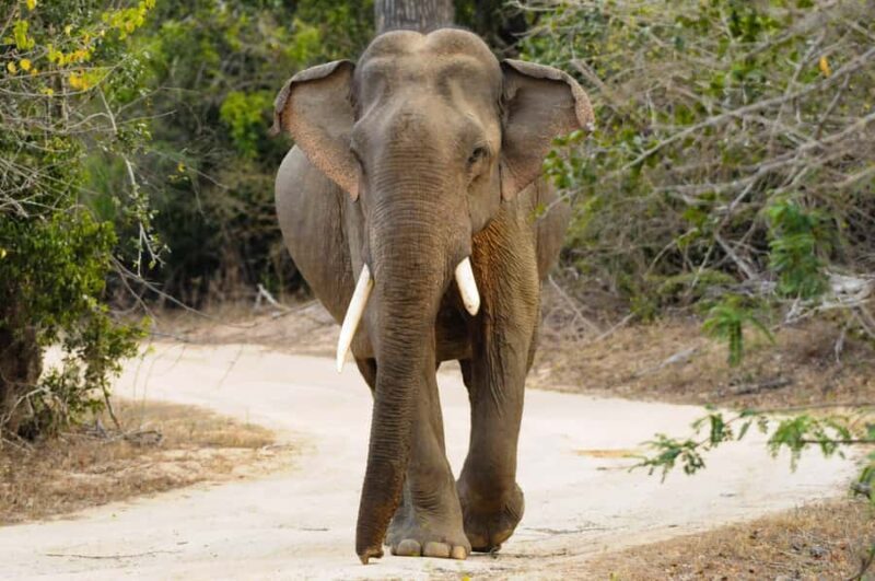 Yala Eco Safari  Wild Conservation Expedition - Practical Details & Value