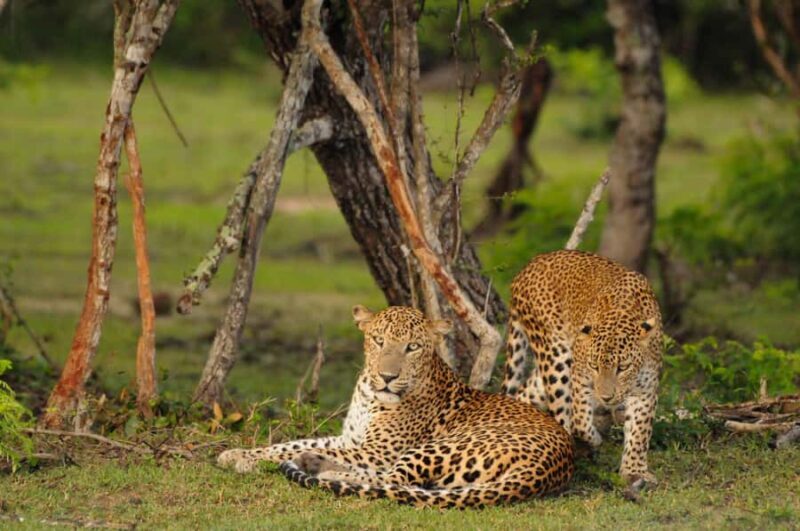 Yala Eco Safari  Wild Conservation Expedition - Good To Know