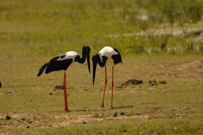 Yala Eco Safari  Wild Conservation Expedition - An In-Depth Look at the Yala Eco Safari